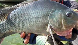 Essen Jitu Mancing Ikan Nila Babon